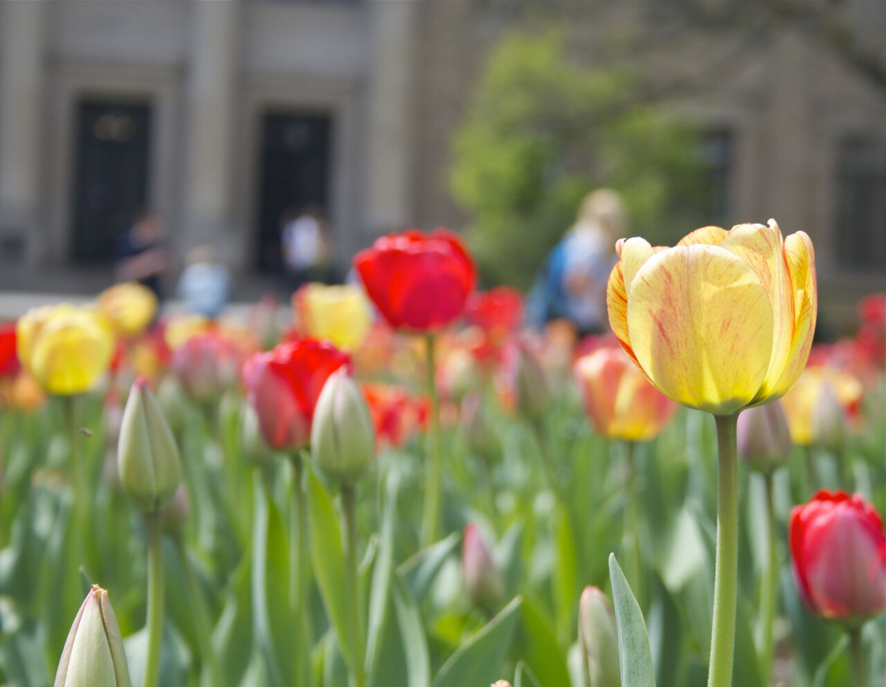 A vibrant row of red and yellow tulips in the foreground with a tan stone building in the background in soft focus.