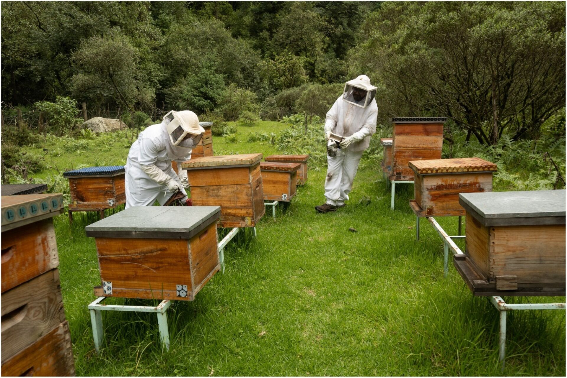 Beekeepers tending to apiaries