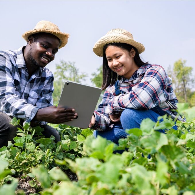 Researchers in the field, looking at leafy plants, holding tablet.
