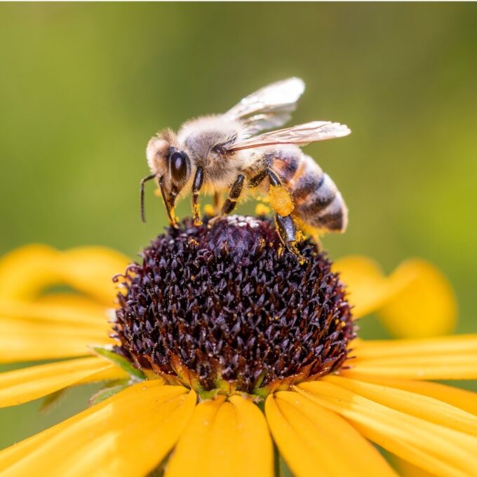 Bee on the center of a black-eyed susan flower