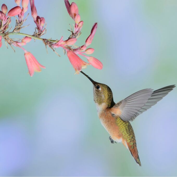 Hummingbird sipping from a pink bell-shaped flower