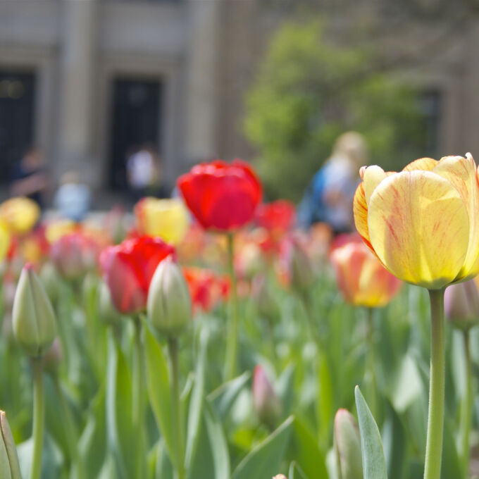 A vibrant row of red and yellow tulips in the foreground with a tan stone building in the background in soft focus.