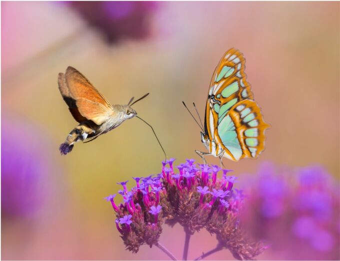 hummingbird hawk moth