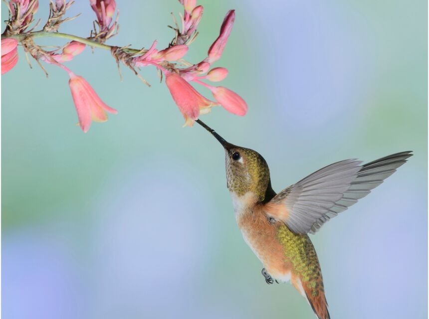 Hummingbird sipping from a pink bell-shaped flower