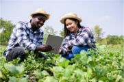 Researchers in the field, looking at leafy plants, holding tablet.